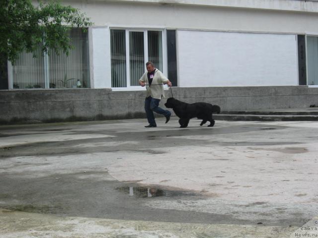 Фото: ньюфаундленд Best Wishes iz Volotova