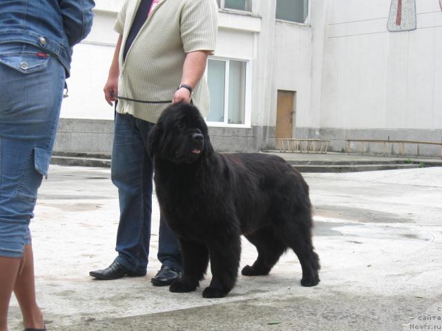 Фото: ньюфаундленд Best Wishes iz Volotova