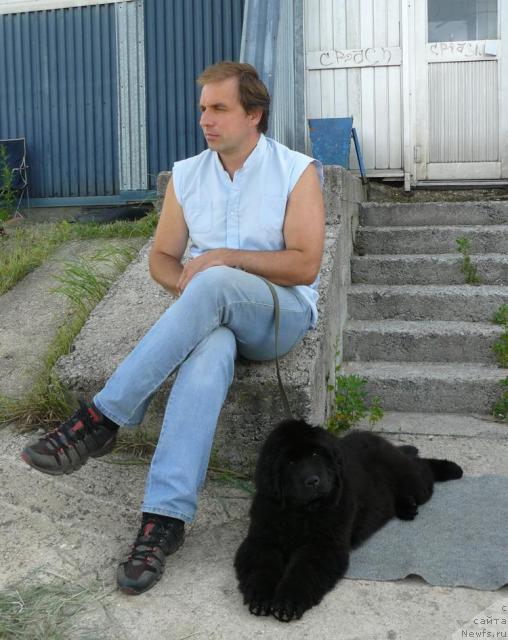 Фото: ньюфаундленд Пчёлкин Дом Дикая Орхидея (Pchiolkin Dom Dikaya Orhideya), Алексей Заваруев