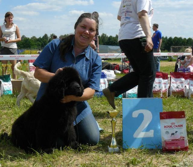 Фото: ньюфаундленд Пчёлкин Дом Дикая Орхидея (Pchiolkin Dom Dikaya Orhideya), Елена Пушкарева