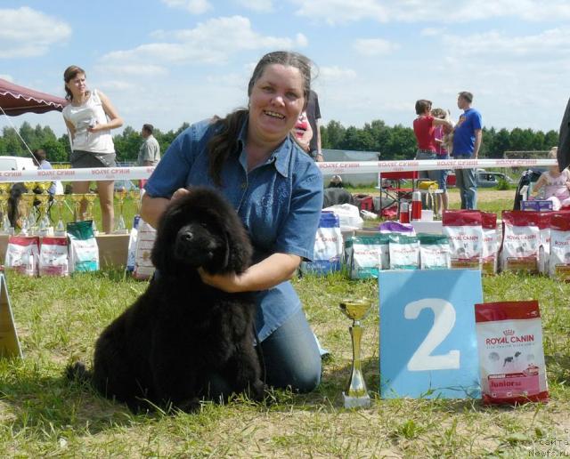 Фото: ньюфаундленд Пчёлкин Дом Дикая Орхидея (Pchiolkin Dom Dikaya Orhideya), Елена Пушкарева