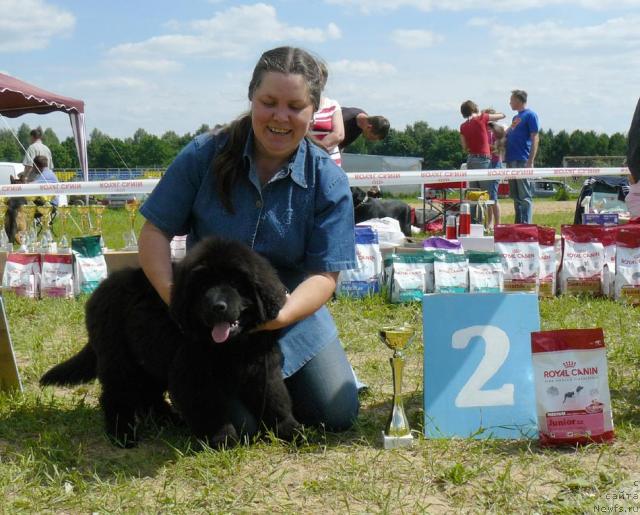 Фото: ньюфаундленд Пчёлкин Дом Дикая Орхидея (Pchiolkin Dom Dikaya Orhideya), Елена Пушкарева