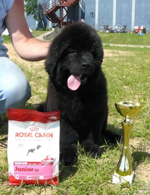 Фото: ньюфаундленд Пчёлкин Дом Дикая Орхидея (Pchiolkin Dom Dikaya Orhideya)