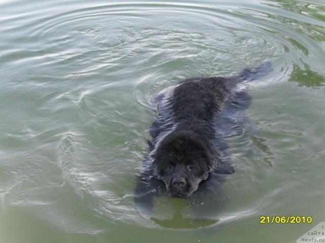 Фото: ньюфаундленд Топтыжка Диадема из Черного Жемчуга