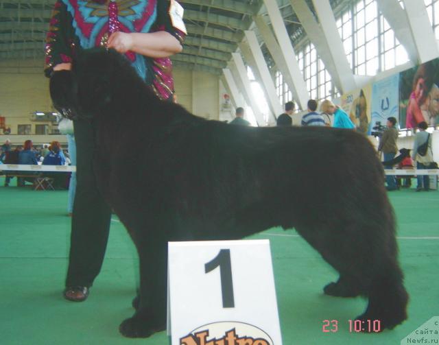 Фото: ньюфаундленд King of Helluland Valmont