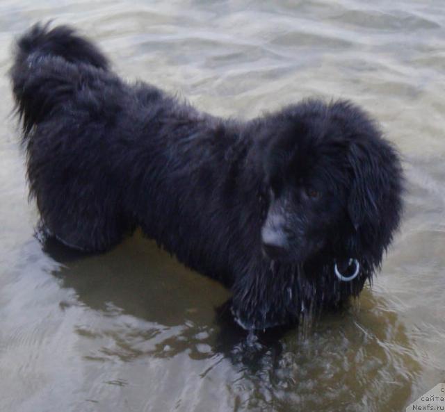 Фото: ньюфаундленд Любимая Медведица Моя