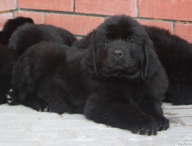 Фото: ньюфаундленд Акватория Келвин Нозерн Спирит (Aquatoriya Kelvin Northern Spirit)