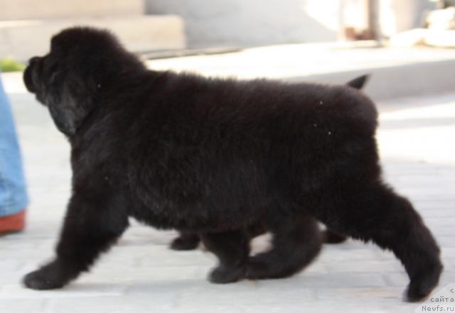 Фото: ньюфаундленд Акватория Келвин Нозерн Спирит (Aquatoriya Kelvin Northern Spirit)