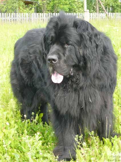 Фото: ньюфаундленд Сент Джонс Орфей