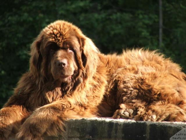 Фото: ньюфаундленд Newf Mermaid Feodosiya