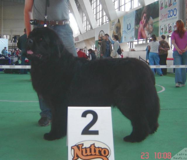 Фото: ньюфаундленд Плюшевая Панда Алекс Шоу (Plushevaya Panda Alex Show)