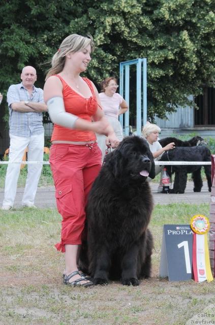 Фото: ньюфаундленд Ursinus Velutus Mission Impossible