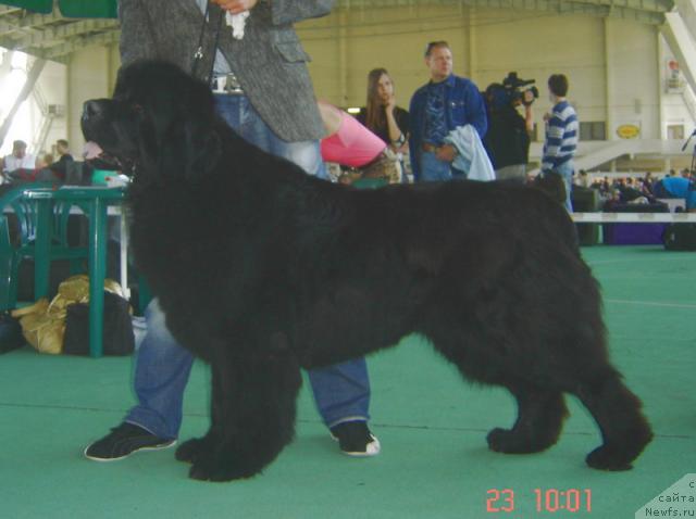 Фото: ньюфаундленд Смигар Иеремия Ивент Магик (Smigar Ieremiya Ivent Magik)