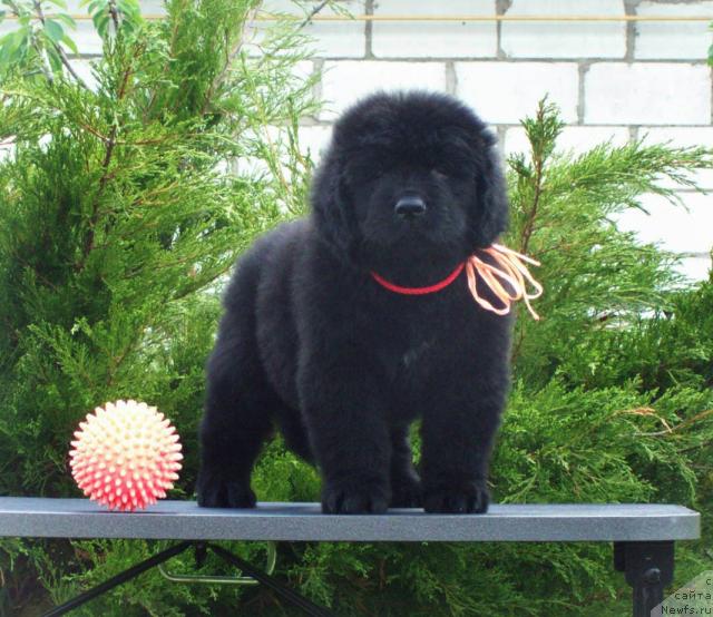 Фото: ньюфаундленд Ценная Штучка