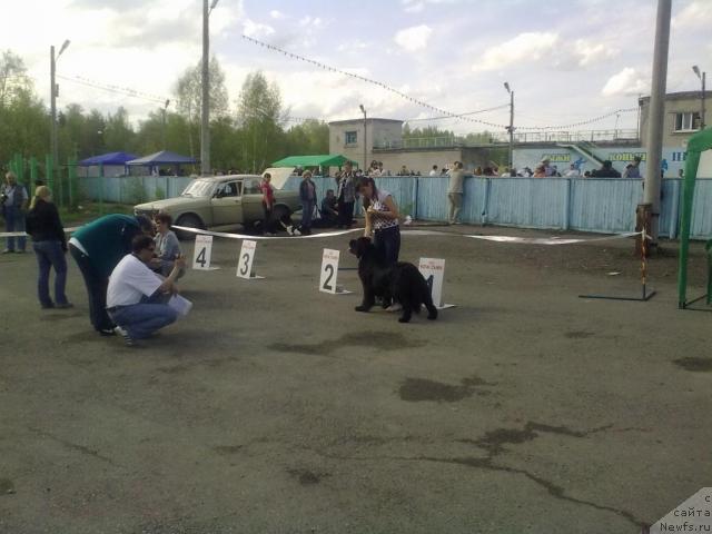 Фото: ньюфаундленд Терра Нова от Сибирского Медведя