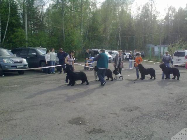 Фото: ньюфаундленд Терра Нова от Сибирского Медведя