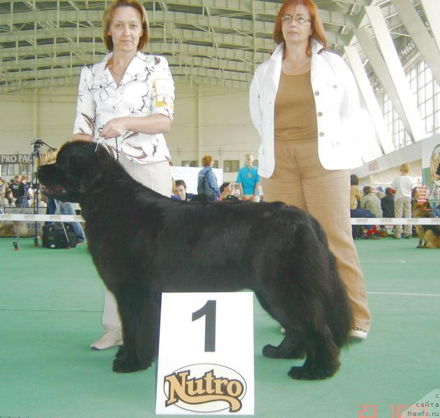 Фото: ньюфаундленд Thickish Newfoundland Monnalisadellagioconda