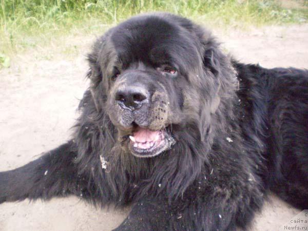 Фото: ньюфаундленд Арчибальд Урсамайор