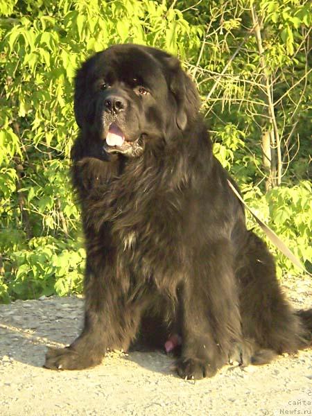 Фото: ньюфаундленд Арчибальд Урсамайор