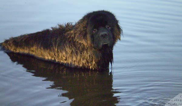 Фото: ньюфаундленд Арчибальд Урсамайор