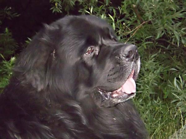 Фото: ньюфаундленд Арчибальд Урсамайор