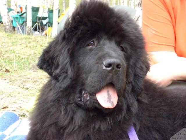 Фото: ньюфаундленд Акин Соул София