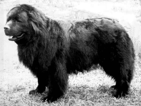 Фото: ньюфаундленд Валуй Бей