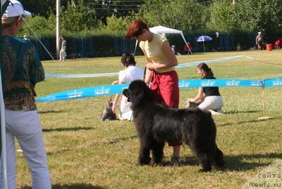 Фото: ньюфаундленд Лайма (Layma)