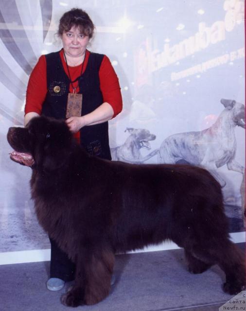 Фото: ньюфаундленд Супер Премиум Брабус