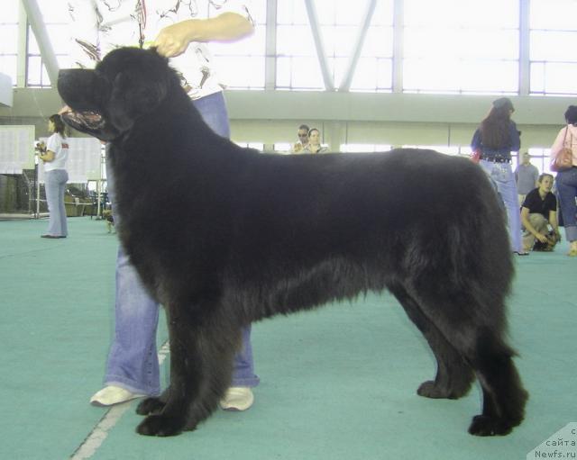 Фото: ньюфаундленд Кукла Барби из Антаграда (Kukla Barbi iz Antagrada)