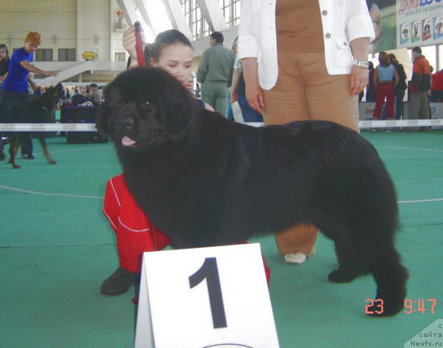 Фото: ньюфаундленд Укротительница Стихий