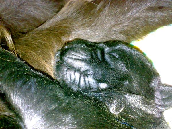 Фото: ньюфаундленд Фанньюф Уилгрэм Сэр