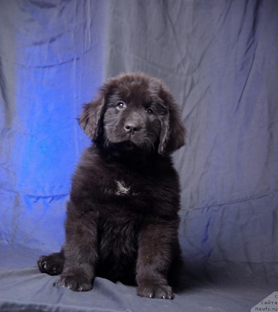 Фото: ньюфаундленд Императорский Каприз Икария