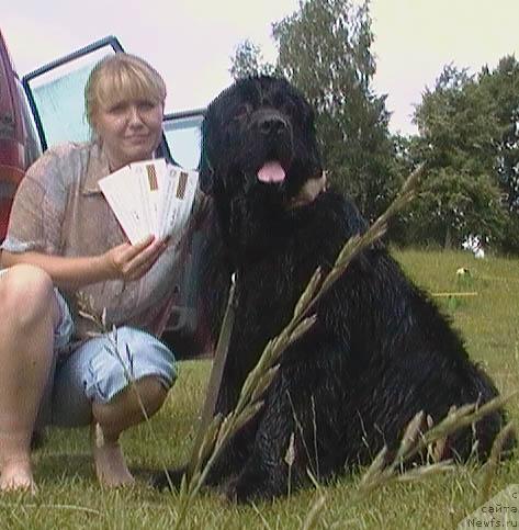 Фото: ньюфаундленд Лихой Казак, Татьяна Богдан