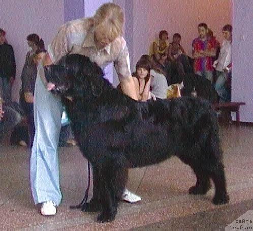 Фото: ньюфаундленд Лихой Казак, Татьяна Богдан