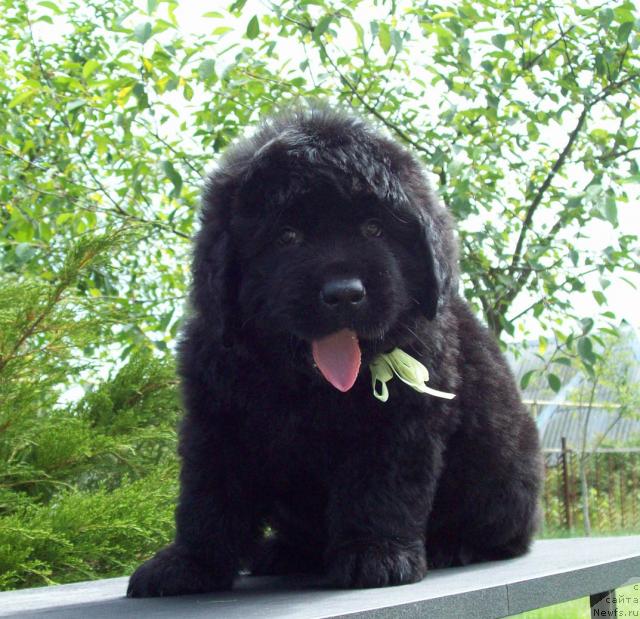 Фото: ньюфаундленд Цыганский Каприз