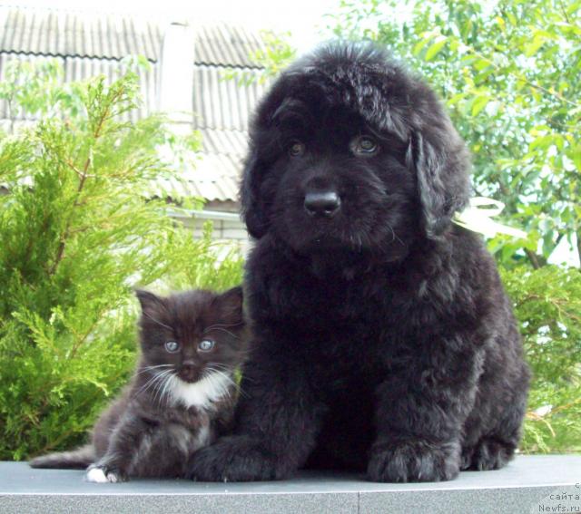 Фото: ньюфаундленд Цыганский Каприз