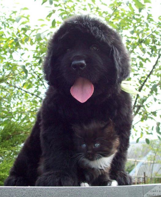 Фото: ньюфаундленд Цыганский Каприз