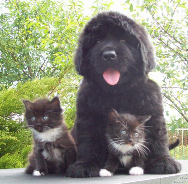 Фото: ньюфаундленд Цыганский Каприз