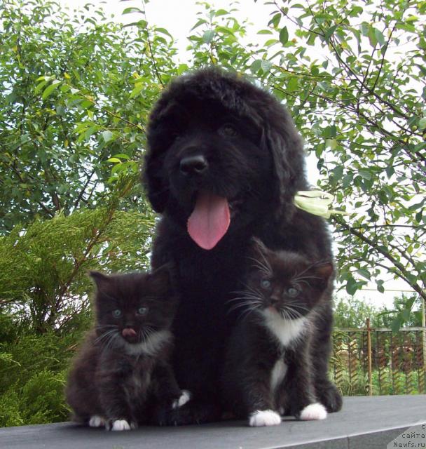 Фото: ньюфаундленд Цыганский Каприз