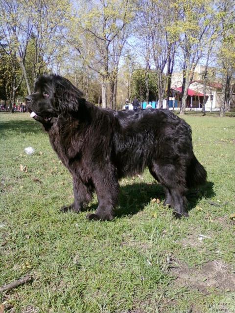 Фото: ньюфаундленд Черешенка Большой Малыш (Chereshenka Bolshoj Malysh)