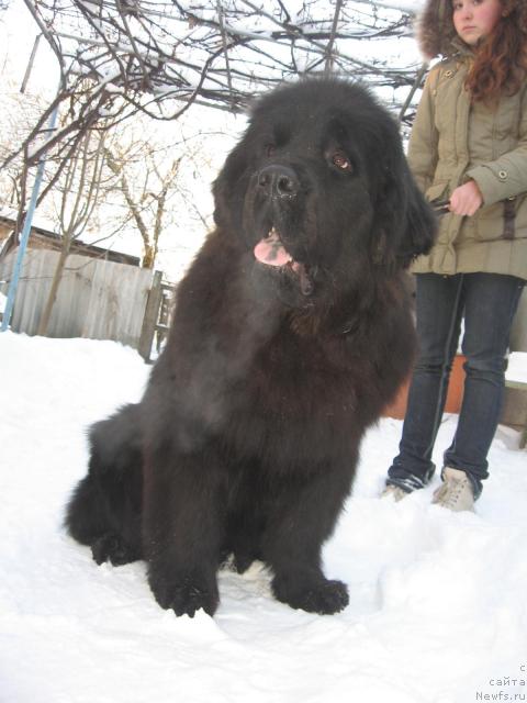 Фото: ньюфаундленд Мария Мирабелла с Берега Дона (Mariya Mirabella s Berega Dona)