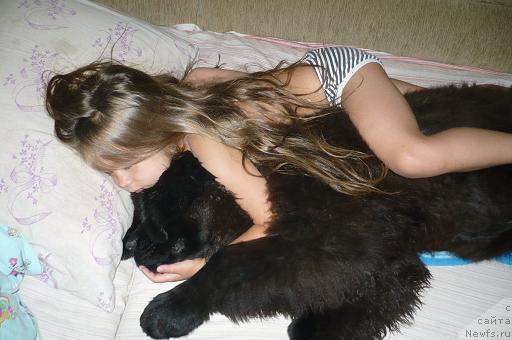 Фото: ньюфаундленд Отрада Моя от Сибирского Медведя