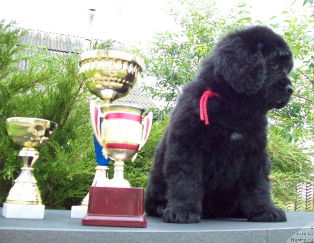 Фото: ньюфаундленд Царская Забава