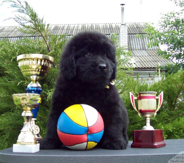 Фото: ньюфаундленд Целитель Души