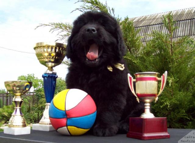 Фото: ньюфаундленд Целитель Души