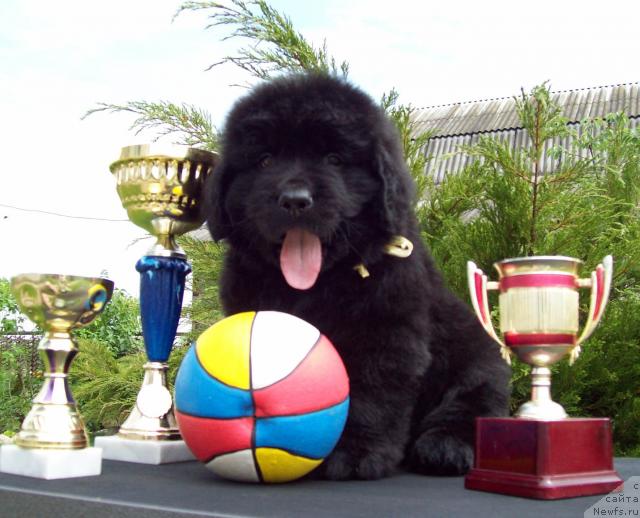 Фото: ньюфаундленд Целитель Души