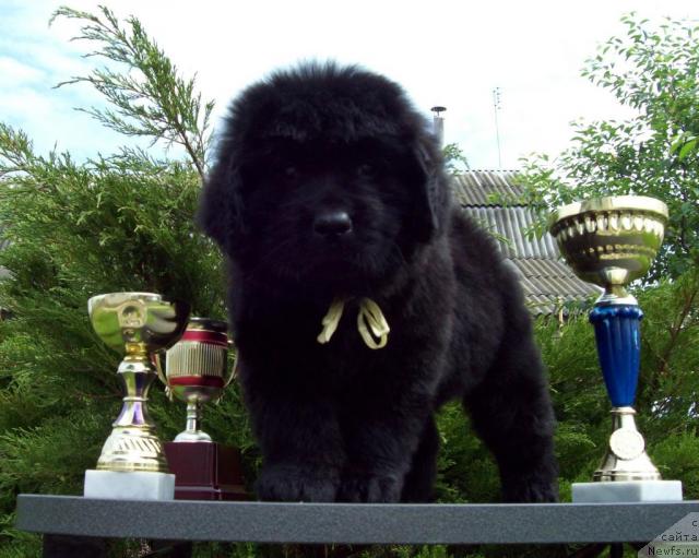 Фото: ньюфаундленд Целитель Души