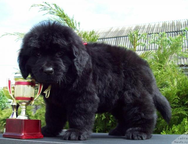 Фото: ньюфаундленд Целитель Души