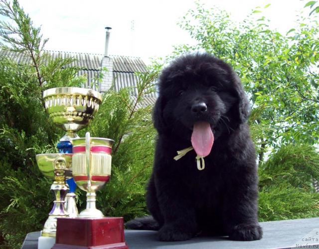 Фото: ньюфаундленд Целитель Души